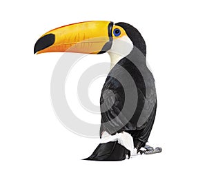 Back view of a Toucan toco, Ramphastos toco, isolated