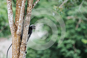 Back view of Trachypithecus obscurus monkey or langur, sitting on branch is lonely, absentminded in forest.