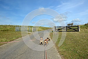 Two French Buldog dogs on long leashes walking through national park `De Muy` in the Netherlands on island Texel photo