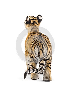 Back view of a two months old tiger cub standing