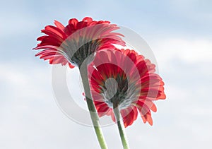 Back view two red gerber flowers facing sun