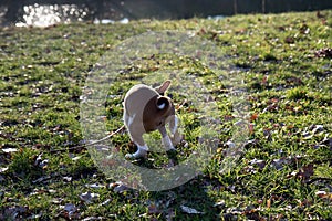 Back view of a two tone basenji puppy on a grass area turning around in meppen emsland germany