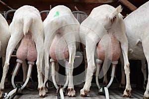 Back view of white goats being milked in a mechanised milking parlour