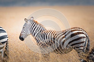 Back view of a wild zebra in The Maasai Mara National Reserve, Kenya, Tanzania