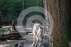 Back view of a wolf in Wildpark Schwarze Berge