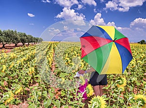 Back view of woman with daugher looking at sunflowers meadow in summer season, female holding colorful umbrella