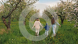 Back view of a woman with her children walking through a blooming apple orchard