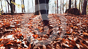 Back view of woman`s legs walking against sun light flares on dry fallen leaves in autumn forest
