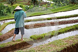 Back view of worker on rice field