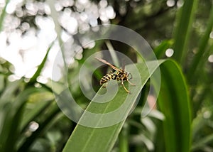 Back view of a yellow wasp, winged hymenopteran insect, over a green leaf