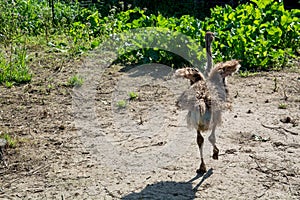 Back view on young ostrich.