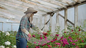 Back view Young woman farmer walks in a flower greenhouse and examines the grown roses, flower business.