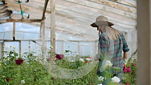 Back view Young woman farmer walks in a flower greenhouse and examines the grown roses, flower business.