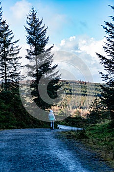 Back view of a young woman hiking in Irish forest. Hiking girl is walking in gloomy mystical and dark forest - thriller scene