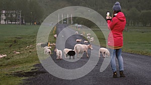 Back view of young woman standing on the road and taking photos of sheep grazing on the field o smartphone.
