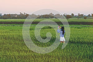 Back view of young woman take a photo by smartphone in the rice