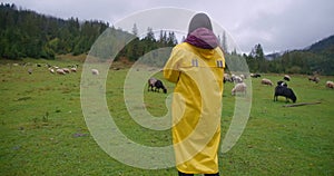 Back view young woman in yellow rain coat photographing sheep grazing on pasture. Curious Caucasian tourist taking photo