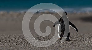 Back of Walking Gentoo Penguin