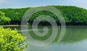 Back water river with green trees in the mam grow forest with sky. photo