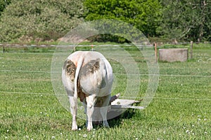 Back of a white Charolais beef cows grazing in a green grassy pasture looking curiously at the camera