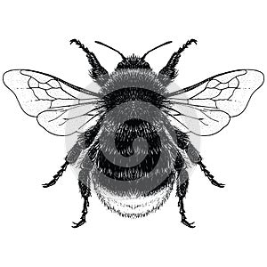 Back and White illustration of female Red Tailed Bumble Bee