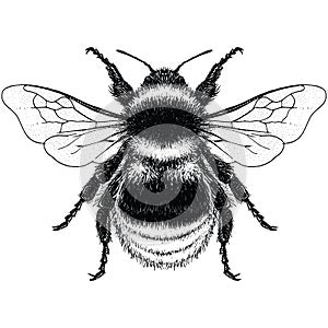 Back and white illustration of Garden Bumble Bee