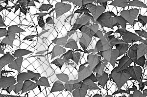 Back and white image of climber plants on mesh trellis