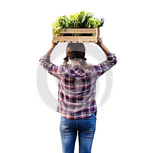 Back of woman gardener is harvesting organics vegetables on wooden crate over her head for agriculture and homegrown produce