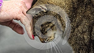 Back of woman's hand stroking cat's forehead