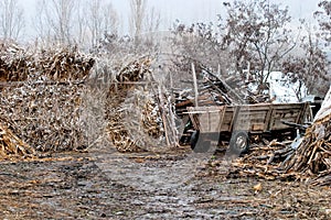 Corn stalks and a cart