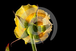 Back of Yellow Rose on Black