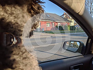 Back of a young fluffy poodle dog inside a car looking out to the window