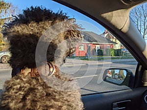 Back of a young fluffy poodle dog inside a car looking out to the window