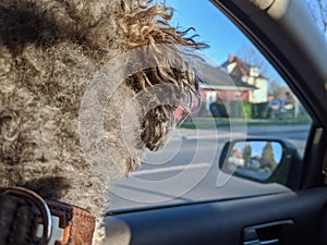 Back of a young fluffy poodle dog inside a car looking out to the window