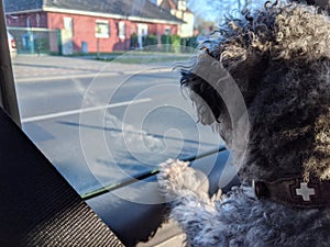 Back of a young fluffy poodle dog inside a car looking out to the window