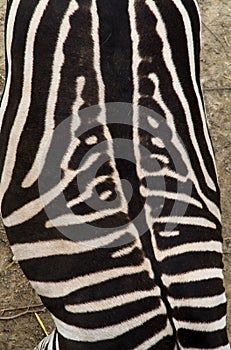 Back of Zebra, black and white pattern from above.