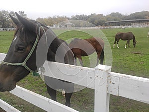 Backa Topola Zobnatica stables horse close up