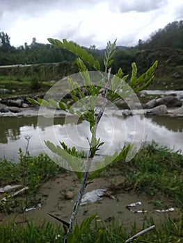BackBackground and the trunk