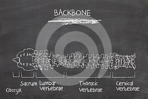 Backbone photo