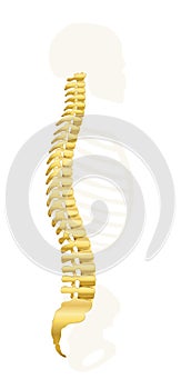 Backbone Golden Spine