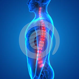 Backbone intervertebral disc anatomy Lateral view