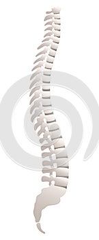 Backbone Lateral View