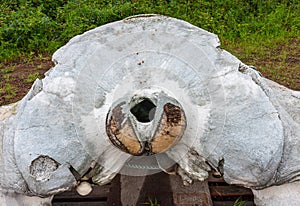 Backbone part of blue whale skeleton, Fairbanks, Alaska, USA