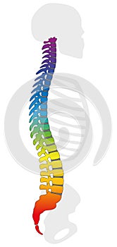 Backbone Rainbow Colored Spine Gray Skeleton photo