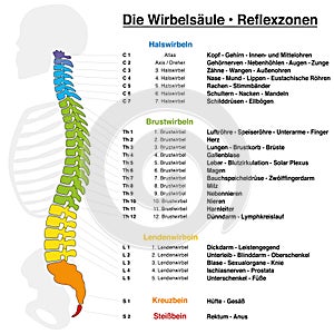 Backbone Reflexology Chart German Names