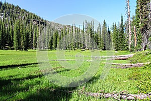 Backcountry Meadow in the Eagle Cap Wilderness, Oregon, USA