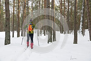 Backcountry skier in snowy forest