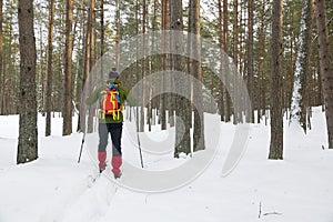 Backcountry skier in snowy forest photo