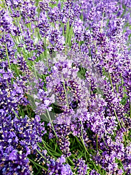 English lavender, Lavandula angustifolia. Beautiful lavender background. photo