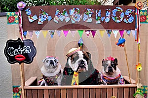 In the backdrop of the festa junina, graceful dogs dressed as rednecks in the `lambeijos` stall